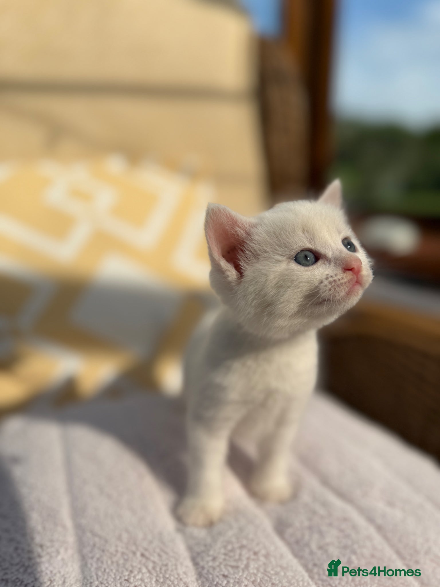 Mixed Breed cats Long haired kittens for sale  - Advert 14