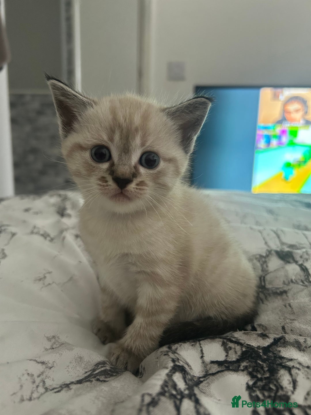 Birman cats for sale: Beautiful pedigree kittens for sale  - Image 7