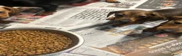 Miniature Dachshund dogs for sale: Stunning miniature dachshund puppies ready now  - Advert 4