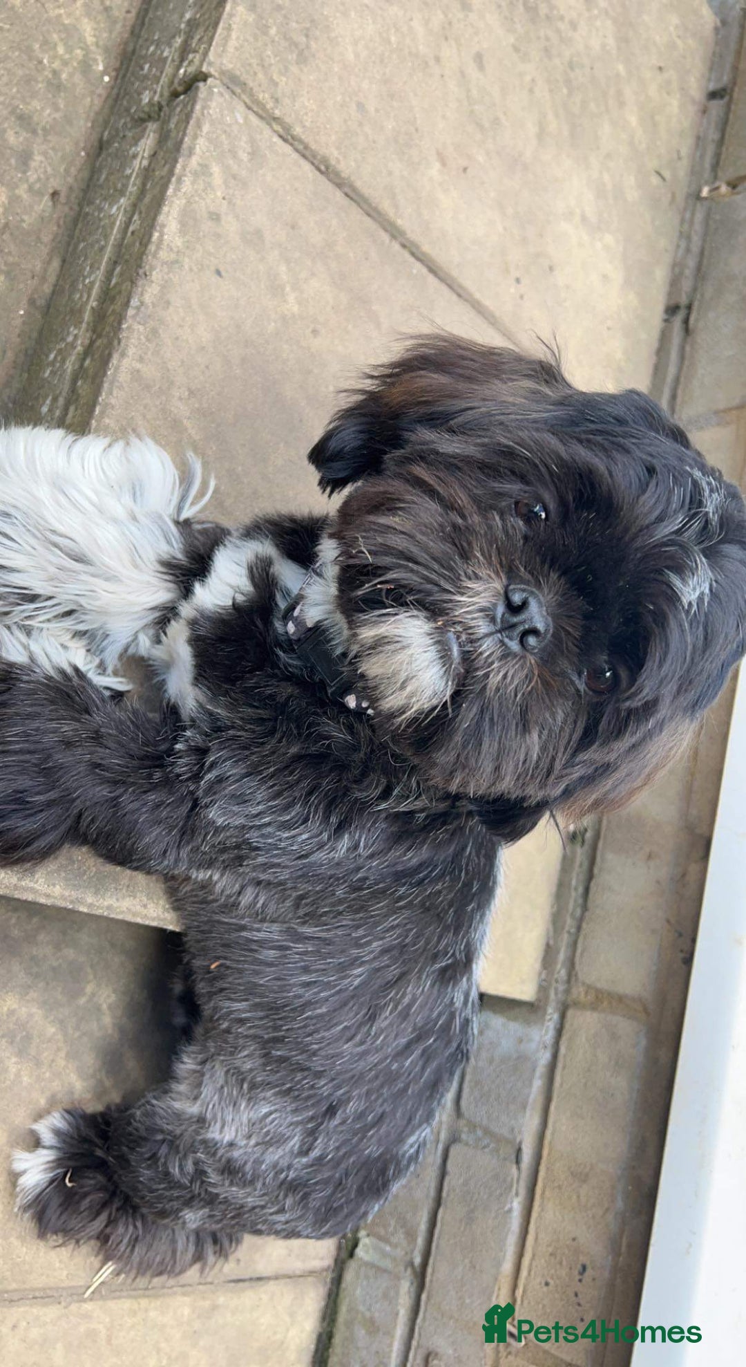 Shih Tzu dogs for sale: Loving Home Needed for Our Beloved Bonded Pair ✨ - Advert 2