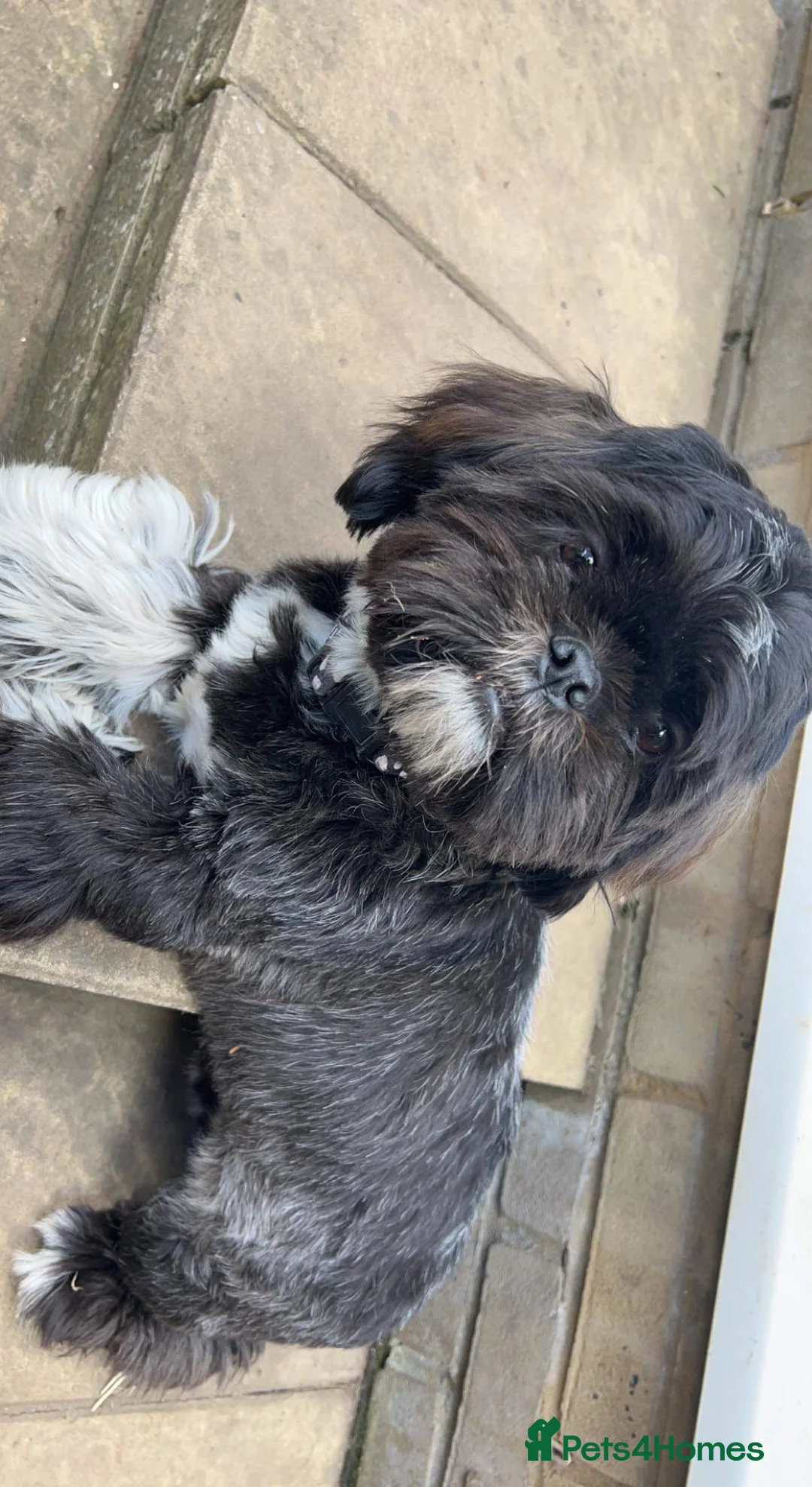 Shih Tzu dogs for sale: Loving Home Needed for Our Beloved Bonded Pair ✨ - Advert 2