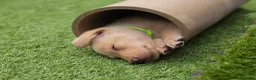 Labrador Retriever dogs for sale: Ready to leave 1 Male Yellow Labrador Retreiver in Swadlincote - Advert 2
