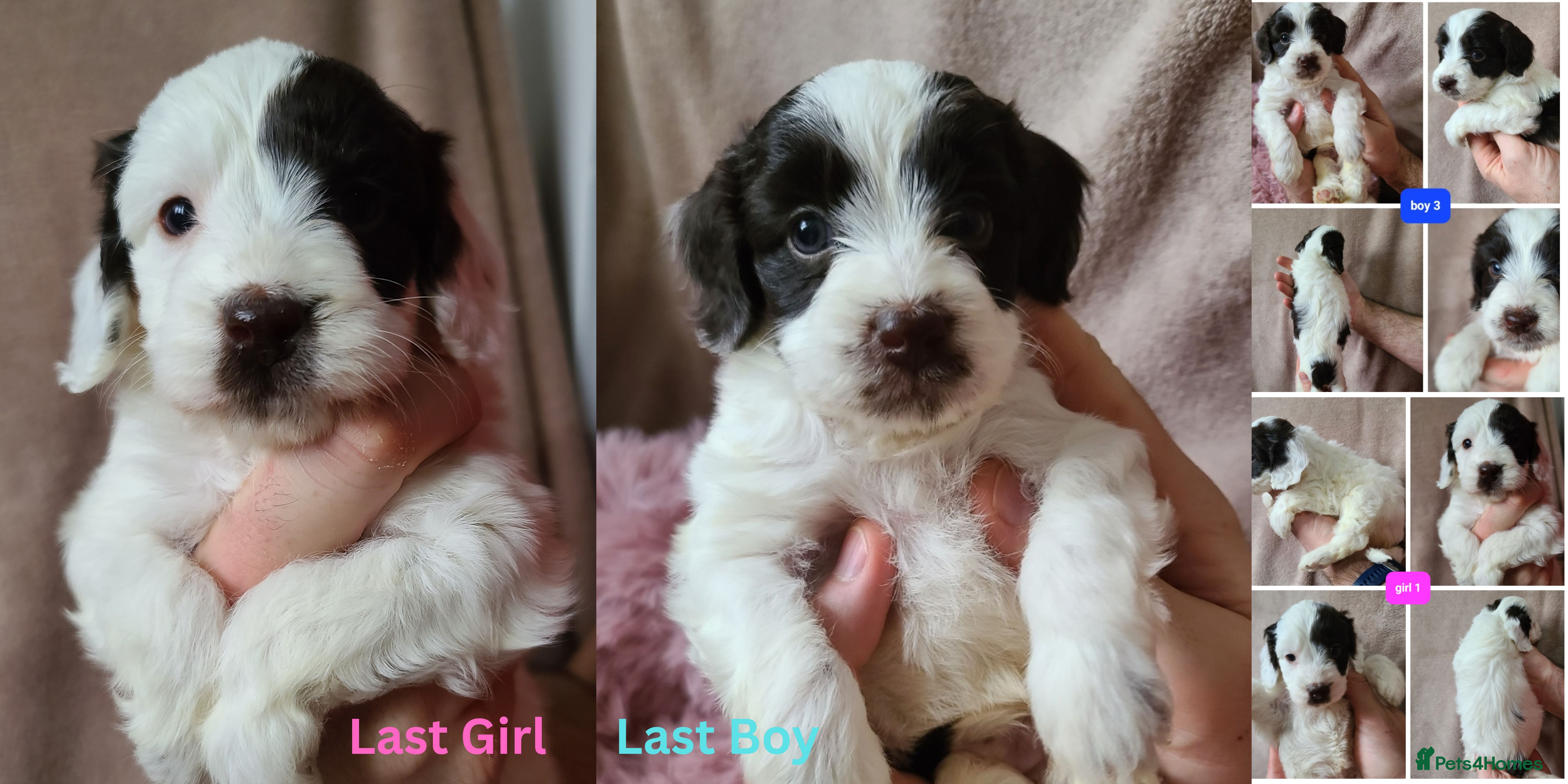 Cockapoo dogs 1 boy 1 Girl. F1 cockapoos. DNA Health Tested. - Advert 5