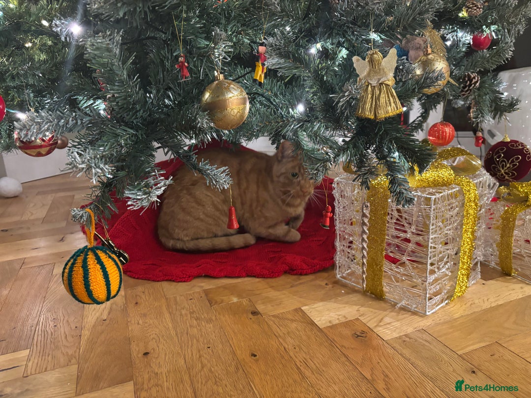 Mixed Breed cats for sale: Ginger Tom  - Advert 5