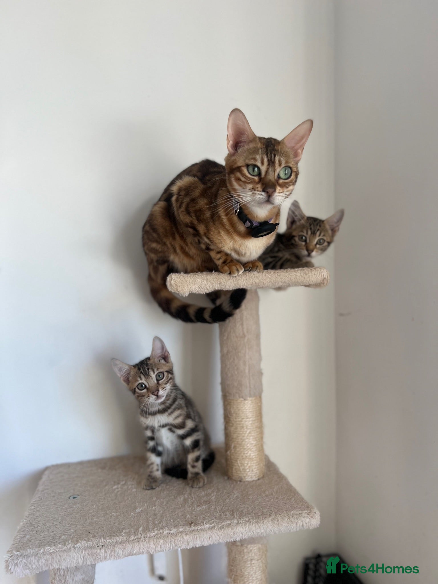 Bengal cats Bengal kittens for sale - Advert 2