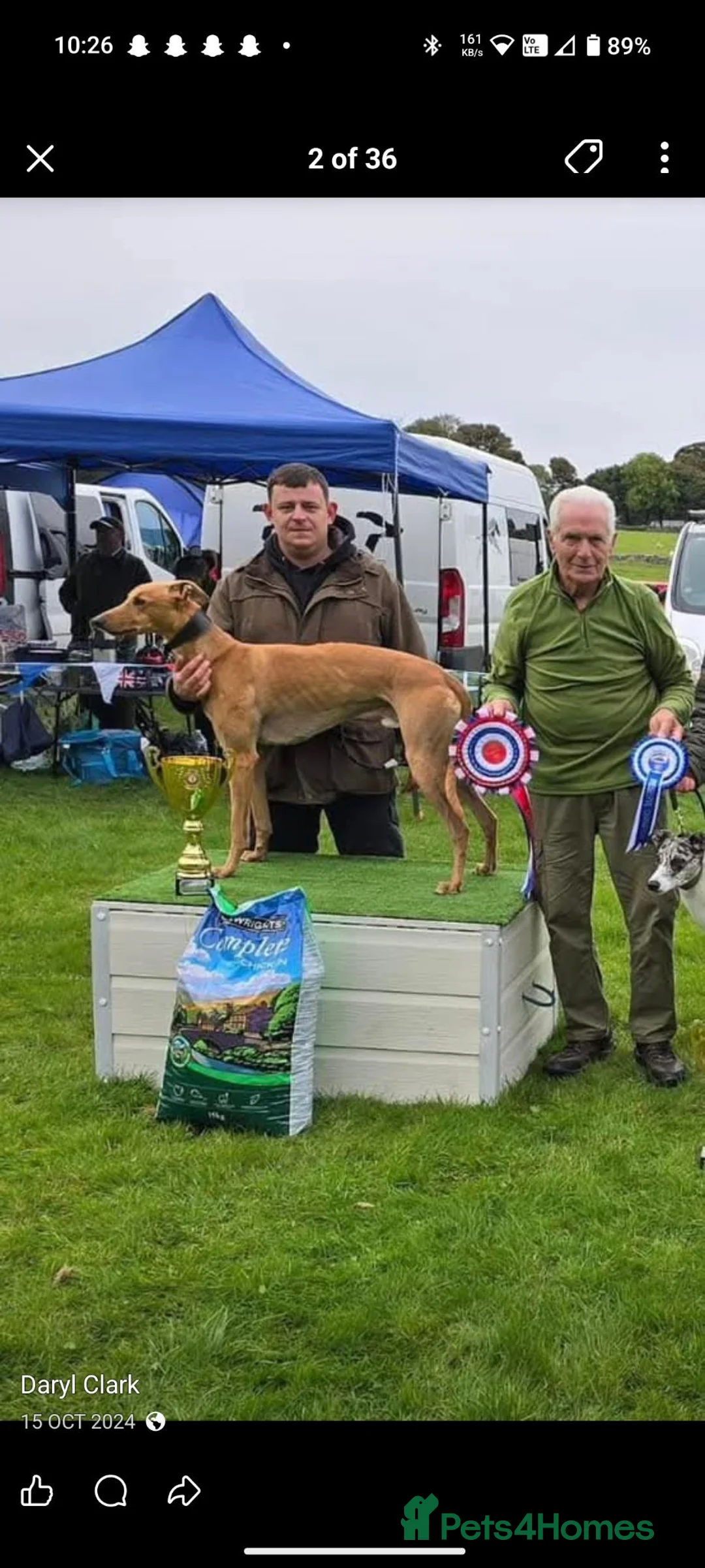 Lurcher dogs for sale: Lurcher Puppies. 5 boys and 1 girl left in Taunton - Advert 2