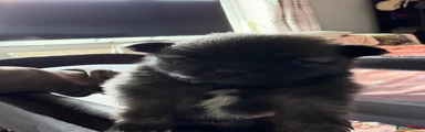 Pomchi Puppy 2