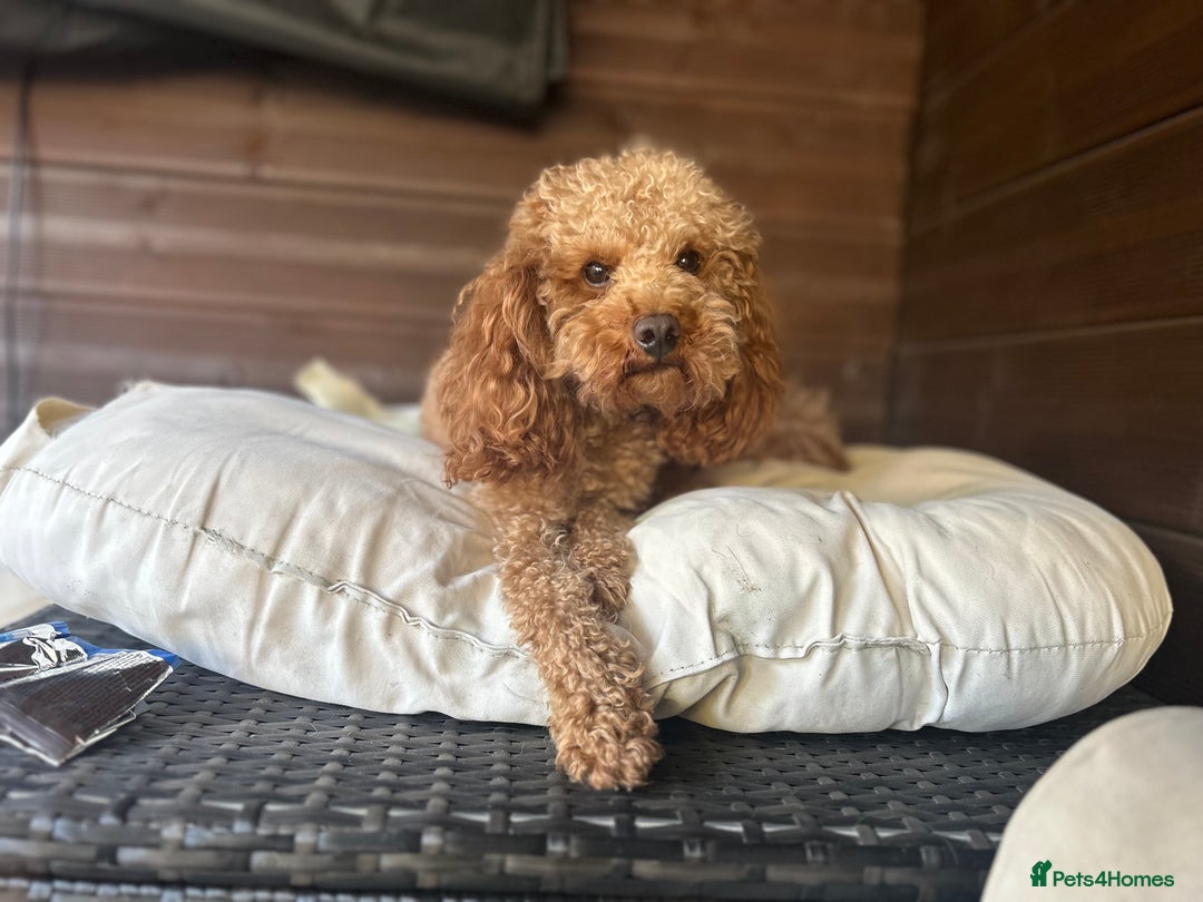 Toy Poodle dogs for stud: Health tested fox red toy poodle stud  in Stevenage - Image 2