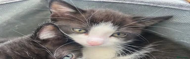 British Longhair Kitten 2