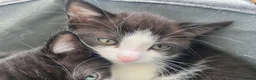 British Longhair cats for sale: British long-haired kittens for sale in urmston  in Manchester - Advert 12