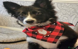 Mixed Breed dogs for sale: Border collie x cocker spaniel  - Image 8