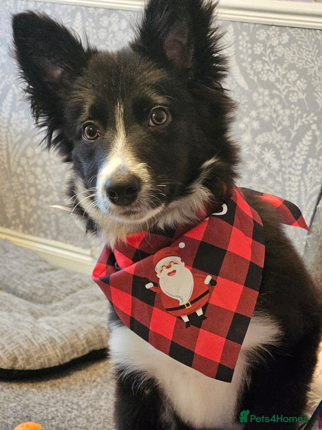 Mixed Breed dogs for sale: Border collie x cocker spaniel  - Image 8