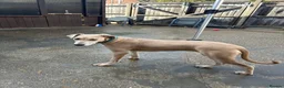Mixed Breed dogs for sale: Saluki x Staffordshire Bull Terrier Puppy - Advert 6