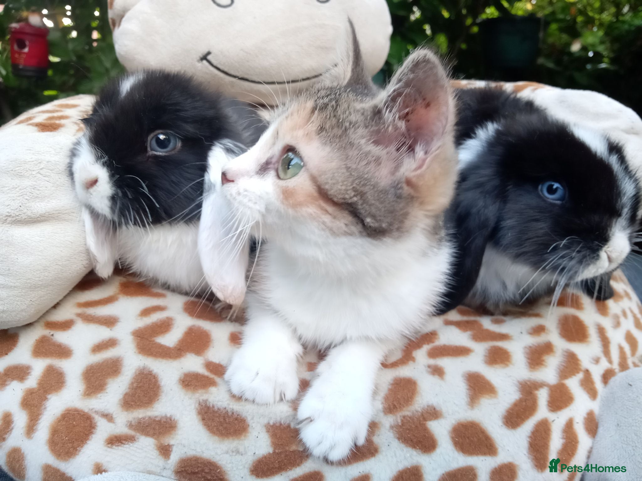 Mini Lop rabbits Pedigree mini lop.baby rabbits  - Advert 21