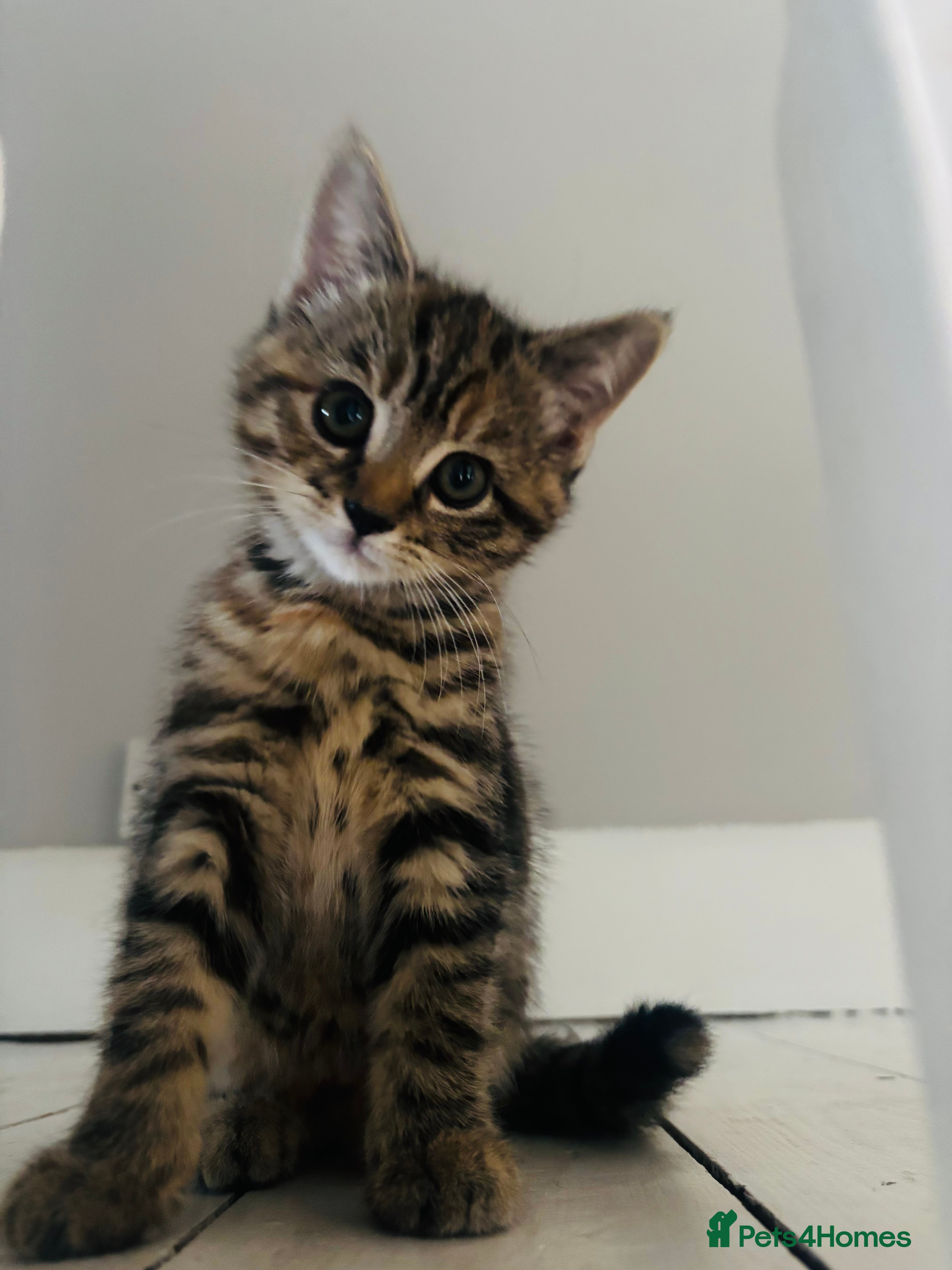 Mixed Breed cats 9 week old Kittens  - Advert 16