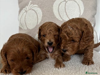 Cockapoo dogs - Advert 34