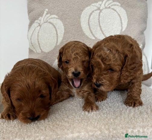 Cockapoo dogs - Advert 15