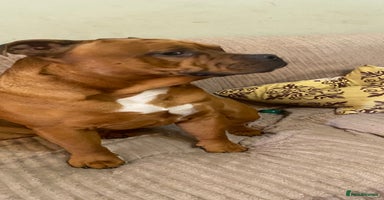 Mixed Breed dogs - Advert 16