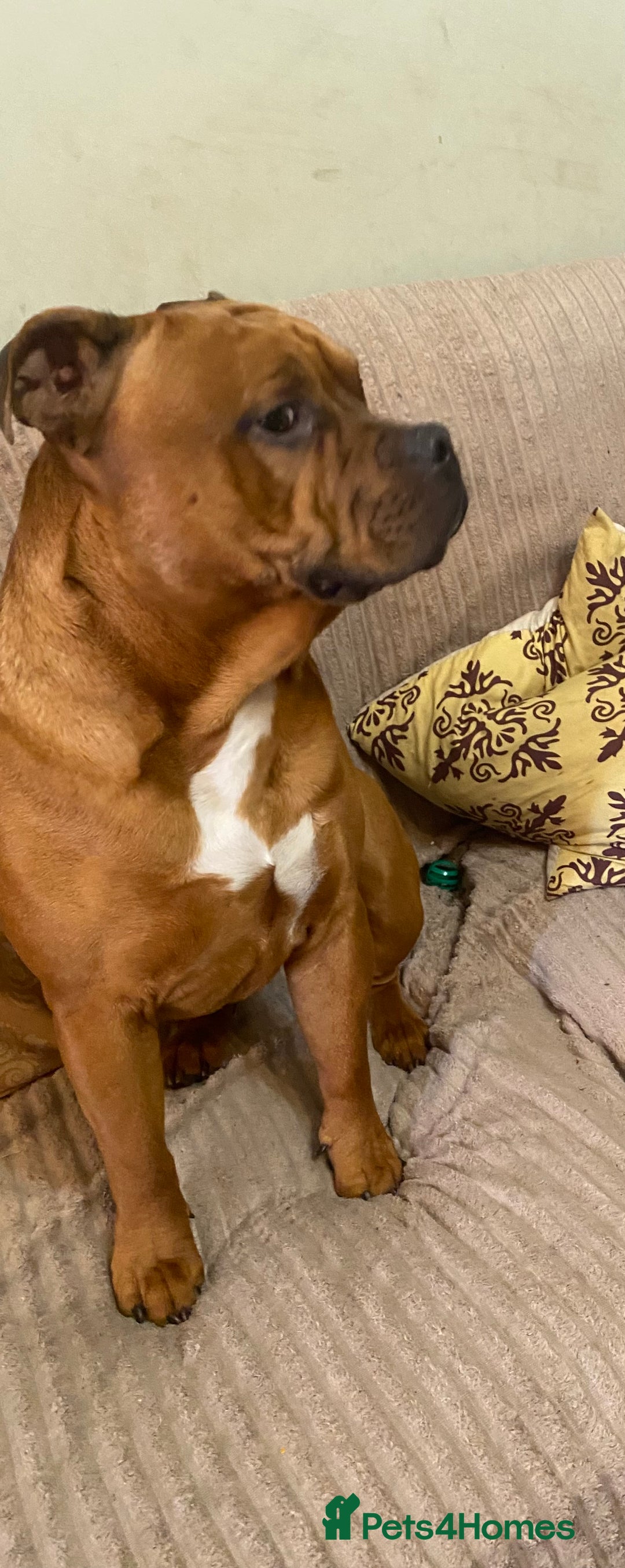Mixed Breed dogs for sale: Staffy cross older English Tyme - Image 3