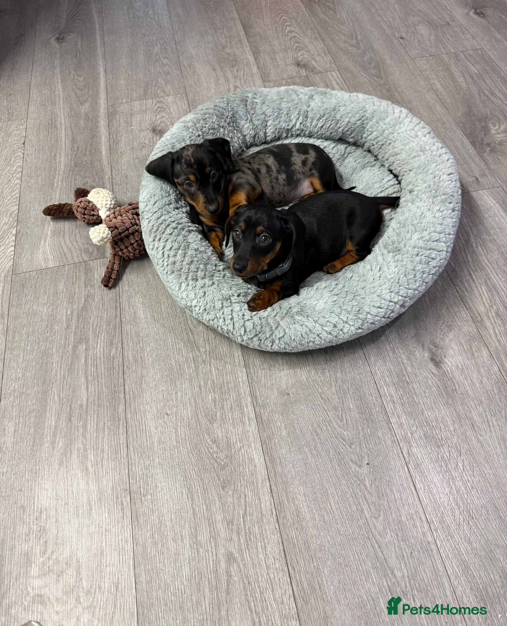 Miniature Dachshund dogs PRA Clear Miniature Dachshund Puppies  - Advert 2