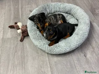 Miniature Dachshund dogs PRA Clear Miniature Dachshund Puppies - Advert 2