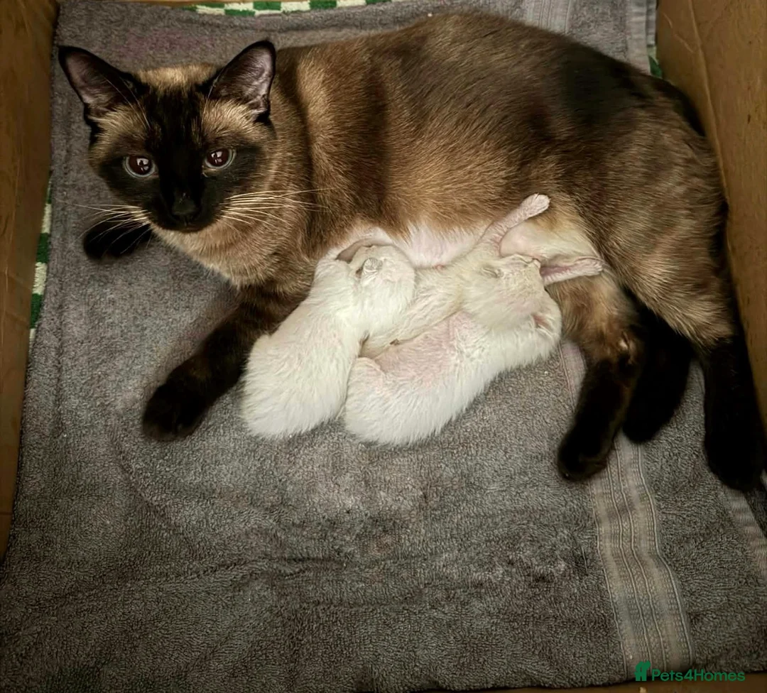 Siamese cats for sale: Beautiful Siamese 1,5 year old female cat 💕 - Advert 4