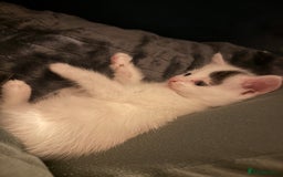 Mixed Breed cats for sale: 5 Adorable Fluffy White Playful Kittens  - Image 5