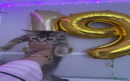 Scottish Fold cats for sale: Golden Tabby Kitten – Mum Scottish Straight - Image 2