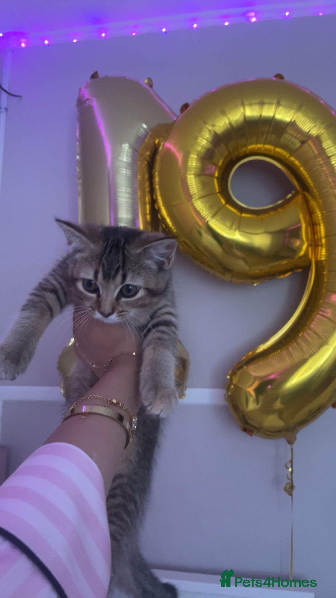 Scottish Fold cats for sale: Golden Tabby Kitten – Mum Scottish Straight - Image 2