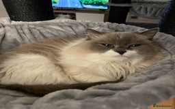 Ragdoll cats for sale: Brother Sister Ragdolls for Rehoming  - Image 3