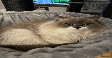 Ragdoll cats - Advert 5