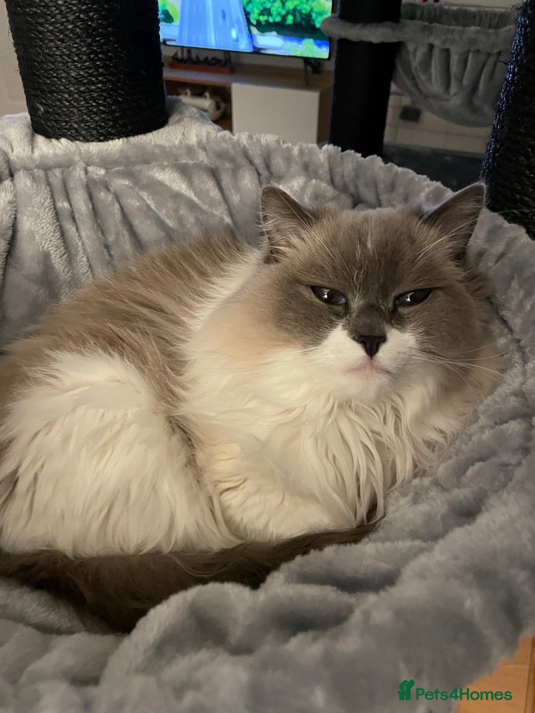Ragdoll cats for sale: Brother Sister Ragdolls for Rehoming  - Image 3