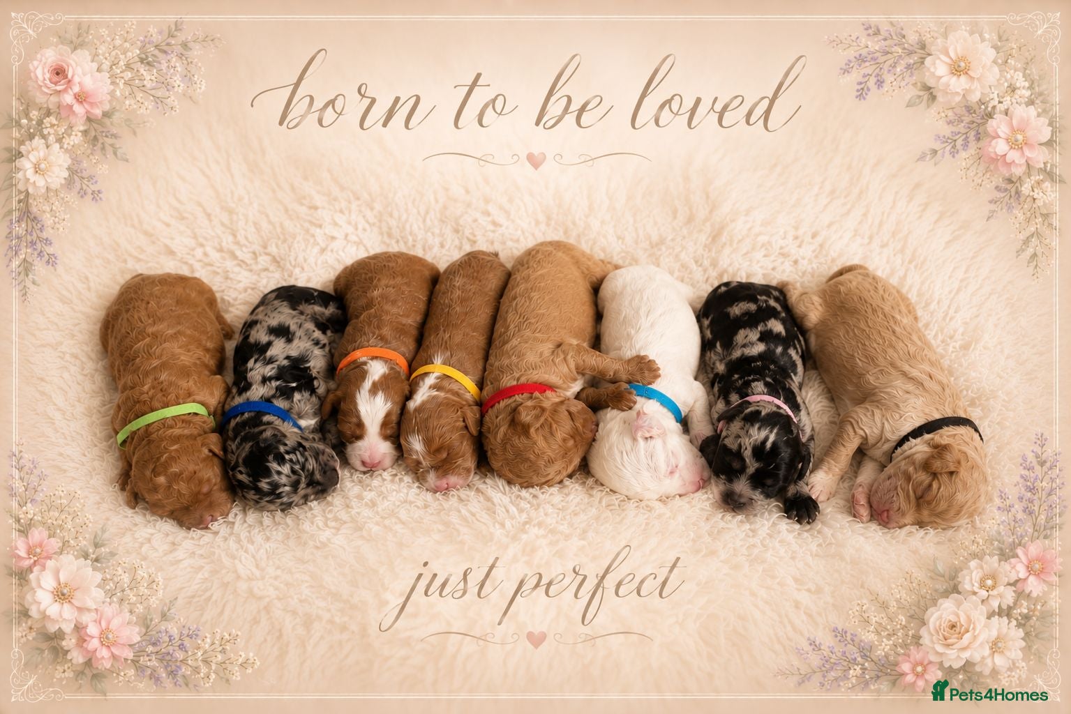 Australian Labradoodle dogs 🌟Stunning Puppies 🐾  - Advert 9
