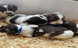 English Springer Spaniel dogs for sale: Working English springer spaniel puppies  - Image 31