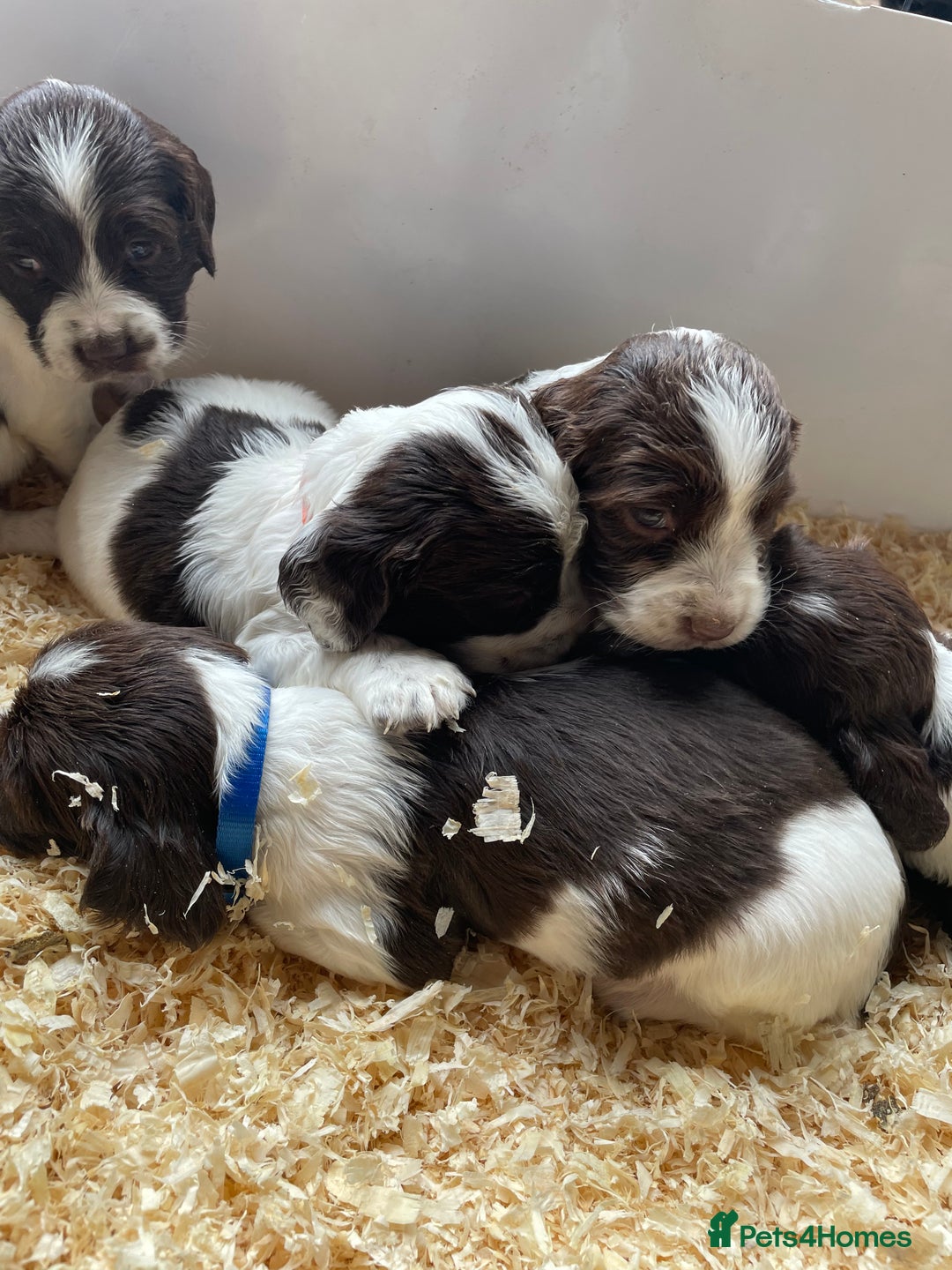 English Springer Spaniel dogs for sale: Working English springer spaniel puppies  - Image 31