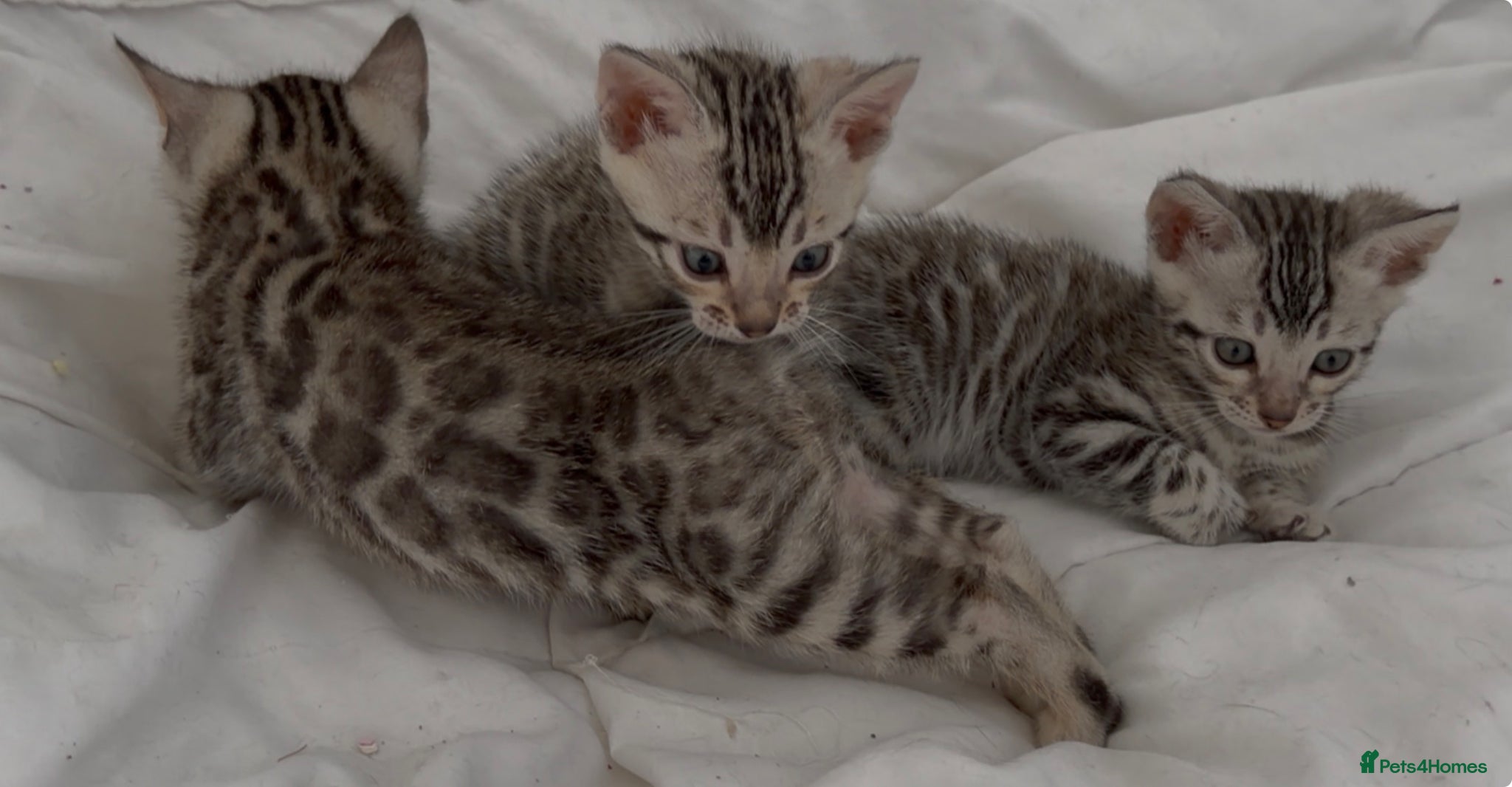 Bengal cats for sale: BENGAL 🔥 KITTENS TICA REGISTERED  - Advert 5