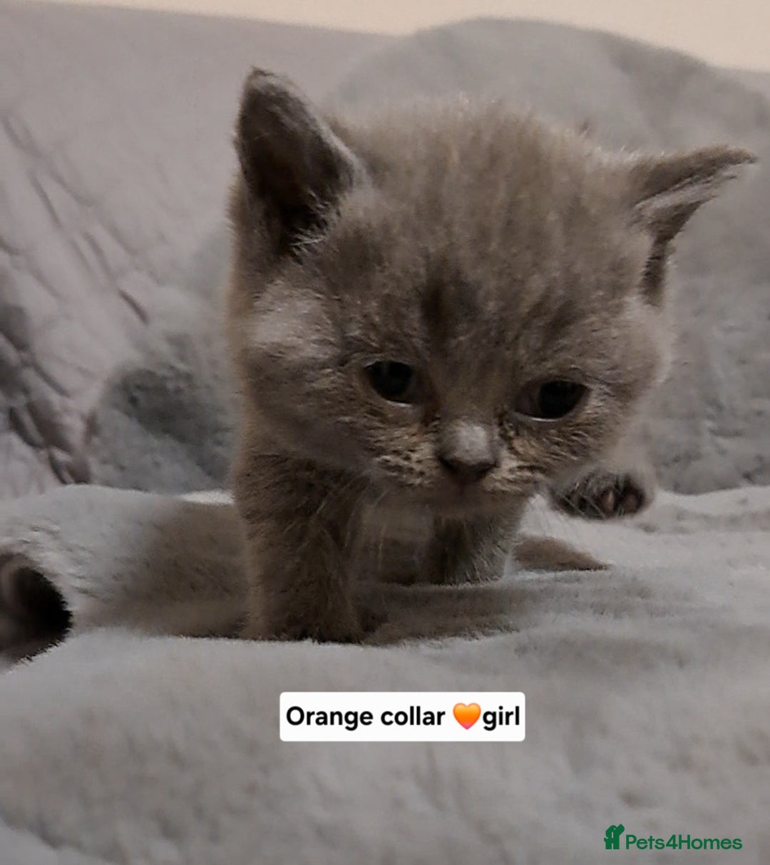 British Shorthair cats for sale: BRITISH SHORTHAIR BLUE and LILAC are AVAILABLE  - Advert 7