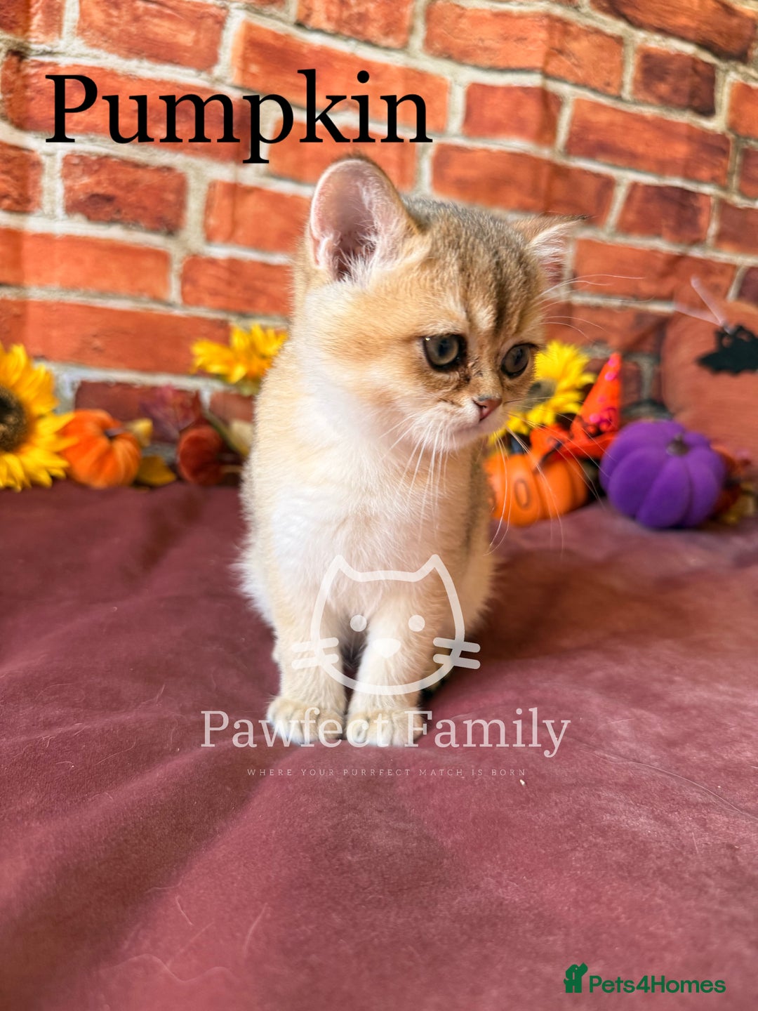 British Shorthair cats for sale: Superb pedigree show quality kittens - Image 22