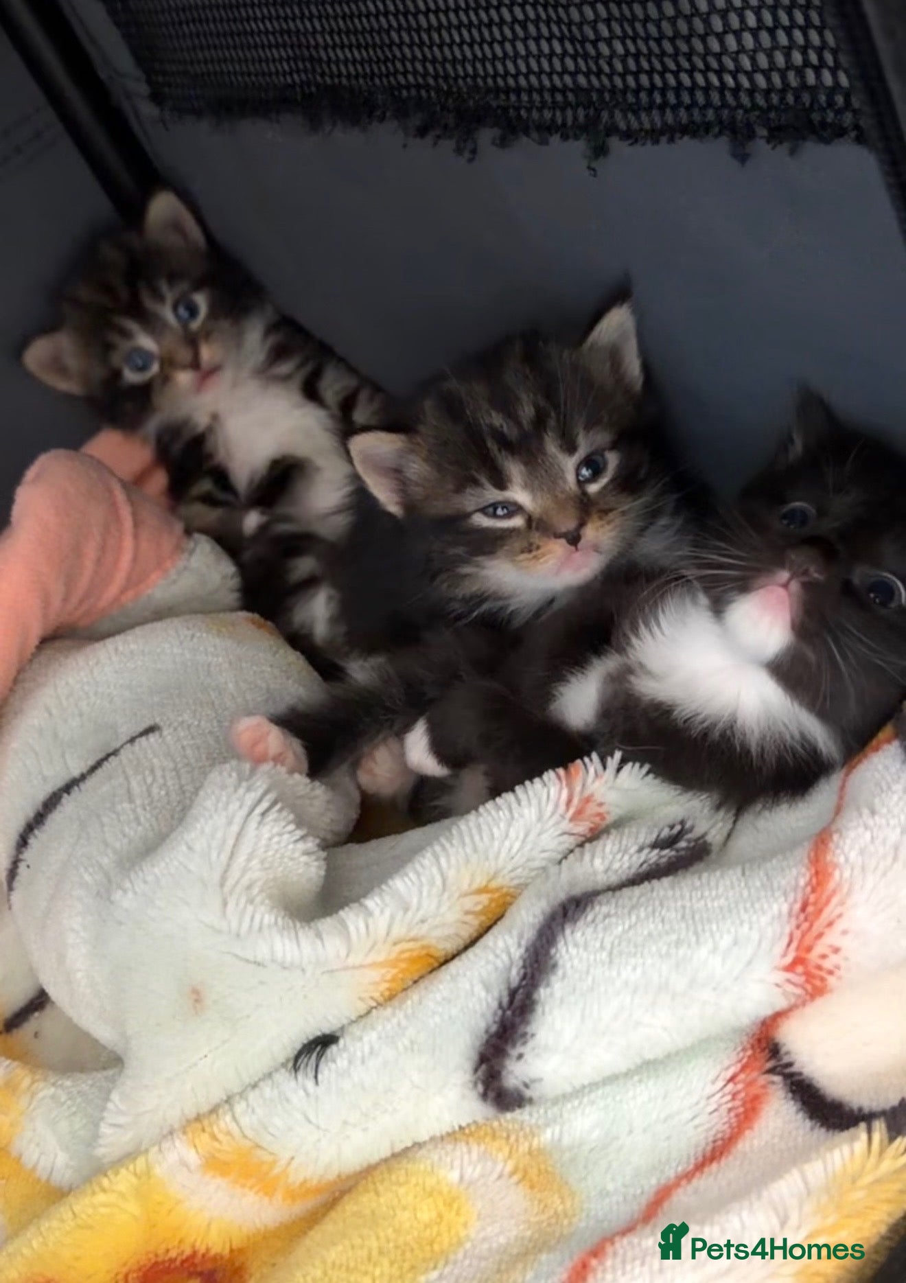 Mixed Breed cats 3 beautiful kittens available  - Advert 4