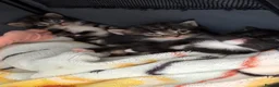 Mixed Breed cats for sale: 3 beautiful kittens available  in London - Advert 1