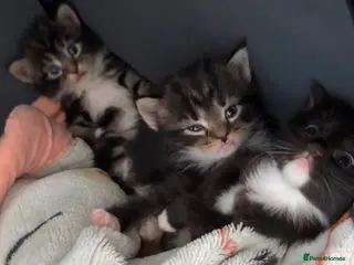 Mixed Breed cats 3 beautiful kittens available - Advert 1