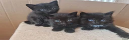 Mixed Breed cats for sale: 3 black kittens for sale - Advert 9
