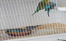 Budgerigars birds for sale: Budgies  - Advert 12