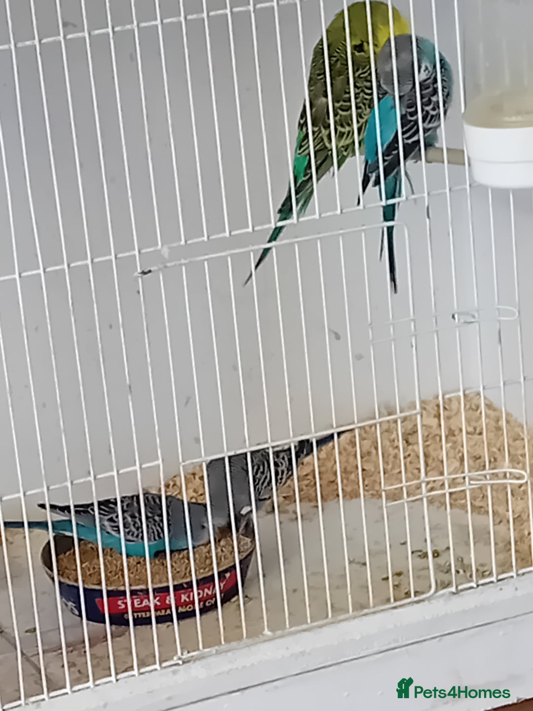 Budgerigars birds for sale: Budgies  - Advert 12