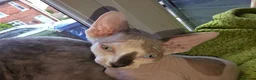 Sphynx cats for sale: Beautiful pedigree sphynx kitten HCM clear parents - Advert 23