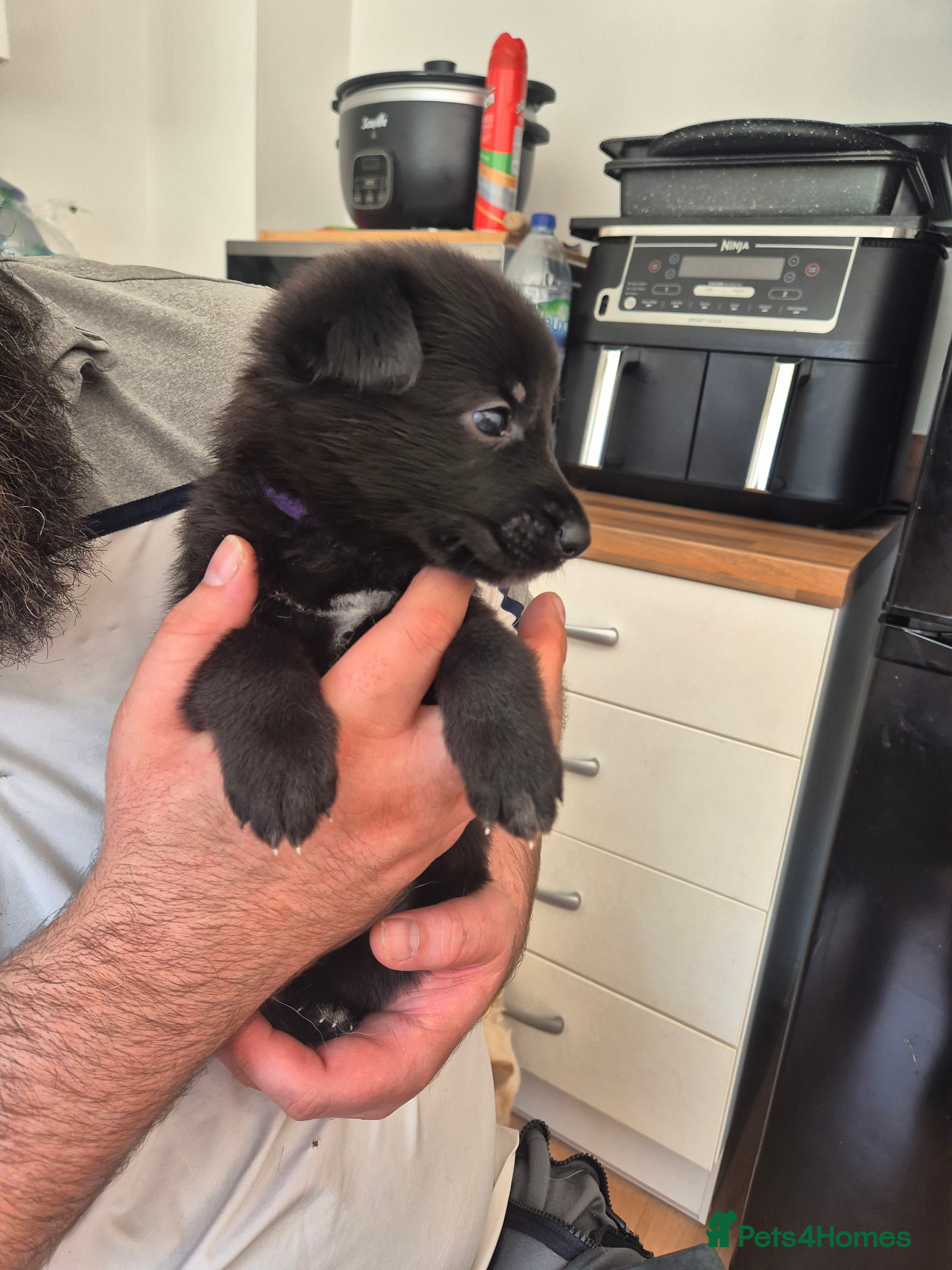 German Shepherd dogs Rare Blue & black & white german shepherd puppies - Advert 2