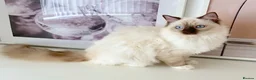 Ragdoll cats for sale: GCCF ACTIVE (FOR BREEDING) SEAL POINT MITTED GIRL - Advert 25