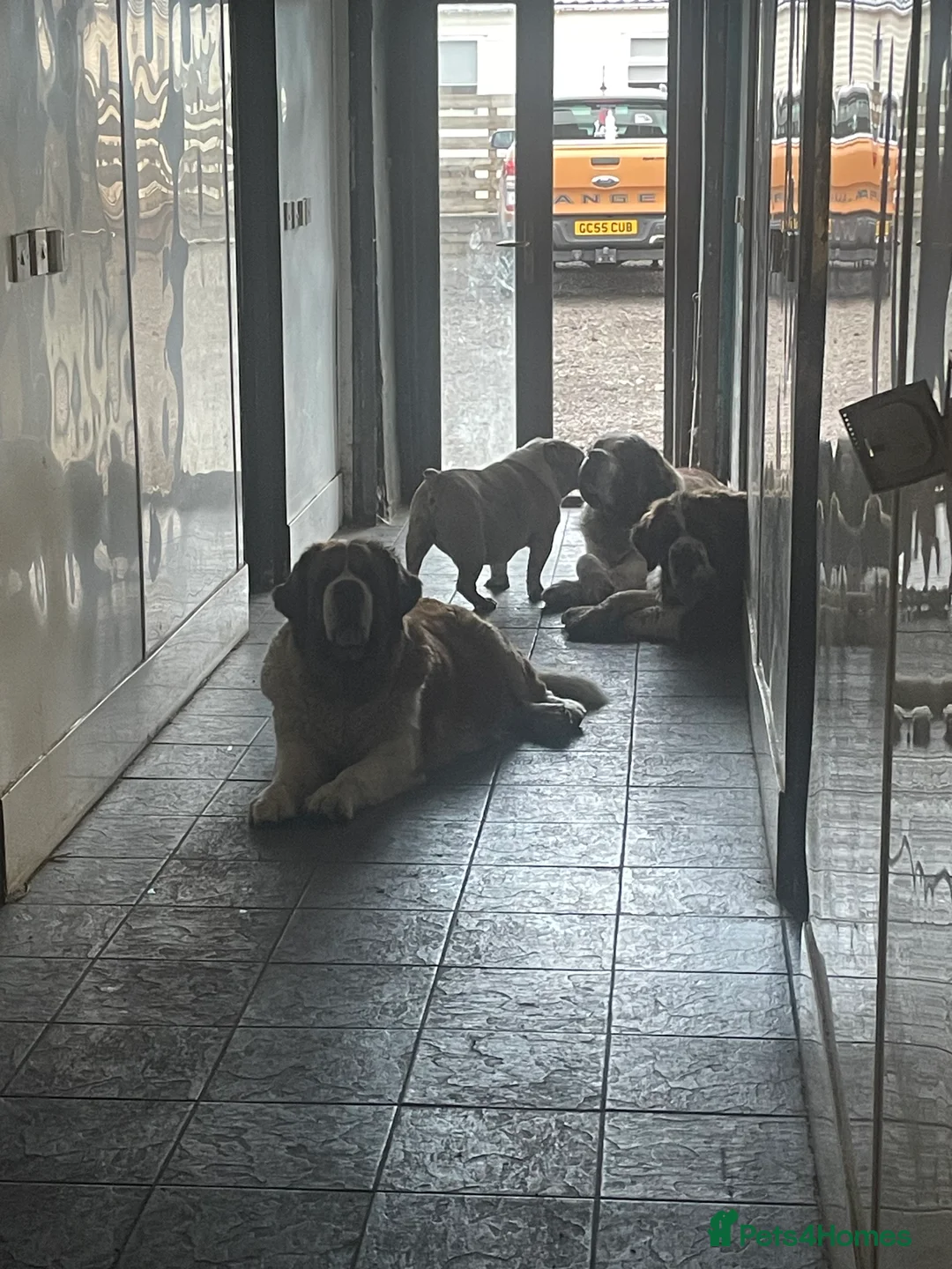 Saint Bernard dogs for sale: Saint Bernard Pups (KC Reg) in Larkhall - Advert 2