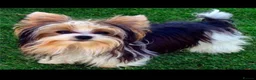 Biewer Terrier dogs for sale: Biewer terrier puppies x 2 boys - Advert 24