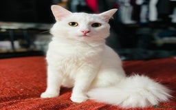 Turkish Van cats for sale: Cosmo Male white cat - Image 3